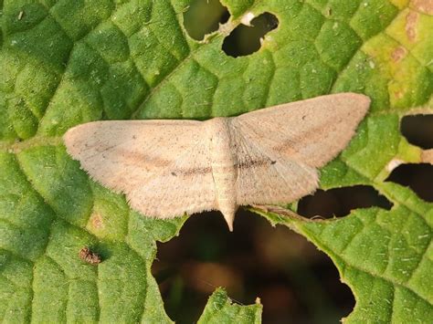 Scopula emissaria | Moths