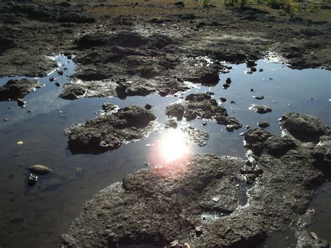 the Nature of Portland: Elk Rock Island: Nature on the Willamette
