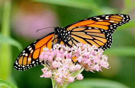 Monarch butterfly on swamp milkweed | FWS.gov