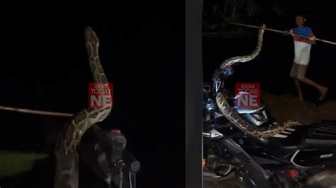 Assam: 12-foot-long python climbs parked bike in Bongaigaon, later ...