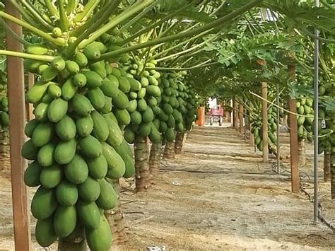 1200 Seeds, Organic papaya seeds for planting, Germination tested, for ...