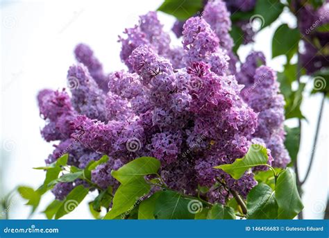 Common Purple Lilac Flowers Close Up in Spring Time Stock Image - Image ...