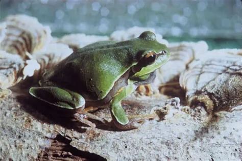 Florida Tree Frogs 的图像结果