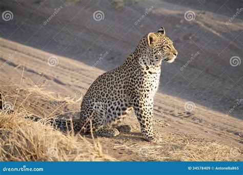 Leopard (Panthera pardus) stock image. Image of fauna - 34578409