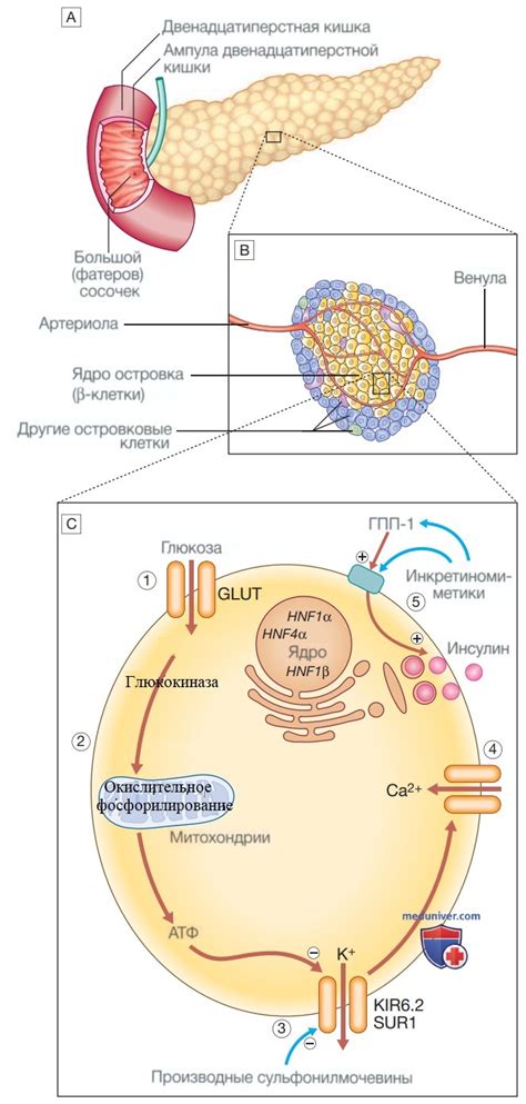 Функциональная анатомия и физиология секреции инсулина, контроля уровня ...