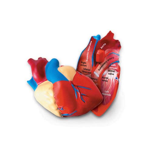 Learning Resources Cross Section Human Heart Model Large Foam Classroom ...