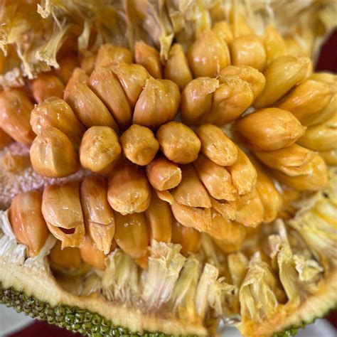 Sri Gading Chempejack Live Plant (Artocarpus heterophyllus x integer ...