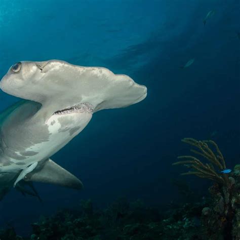 Costa Rica Takes Action: Hammerhead Shark Species Now Considered Endangered : The Tico Times ...