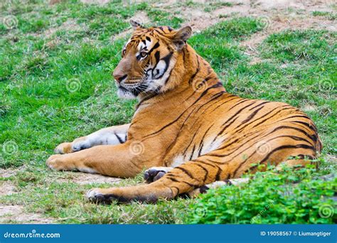 Tiger Royalty-Free Stock Image | CartoonDealer.com #250236400