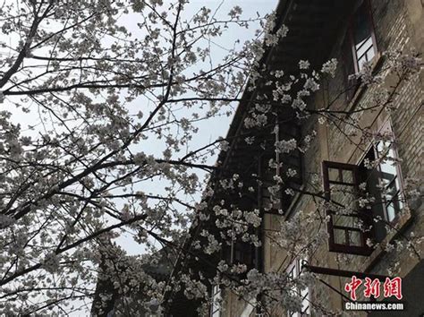 2020年武汉大学樱花 没有迎来人海，依旧灿烂绽放 Sakura of Wuhan University