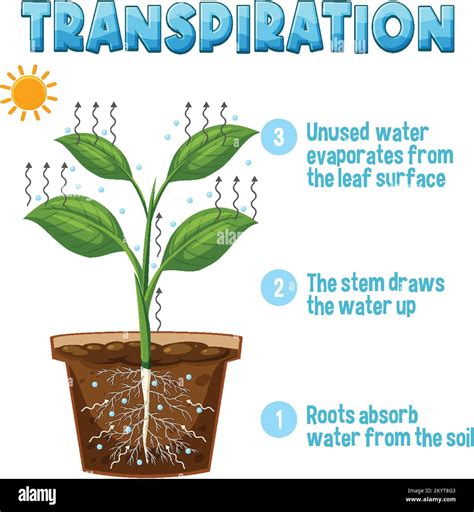 How Does Transpiration Affect Plant Growth at Dominic Darker blog