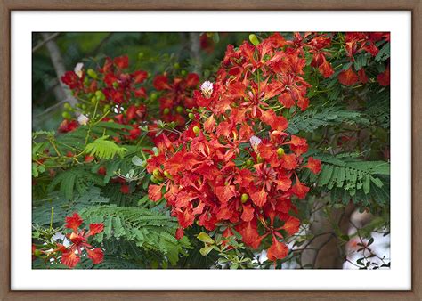 Buy WallsnArt, Botanical Modern Framed Art Work Painting With Glass ...