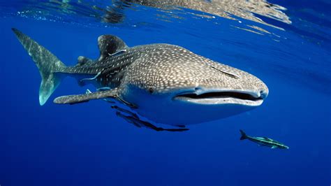 The Majestic Journey of Whale Sharks: Unveiling Their Life Cycle and ...