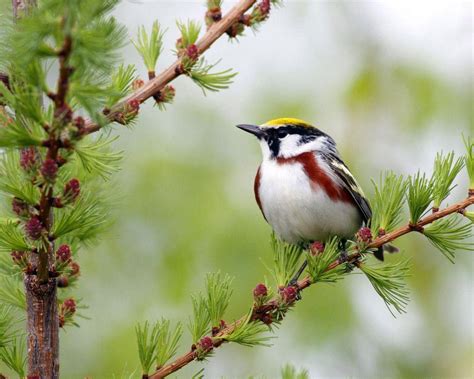 Spring Birds Desktop 的图像结果