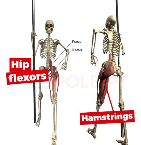 Hip Flexor Anatomy