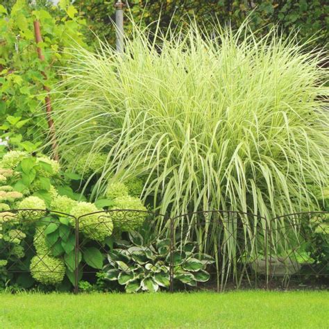 Buy Flower Bed Fencing in Set of 4 HERE