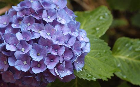 Download wallpaper 3840x2400 hydrangea, flower, drops, buds 4k ultra hd ...