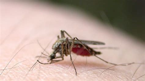 咬人吸血的蚊子都有哪些？如何防治？_积水