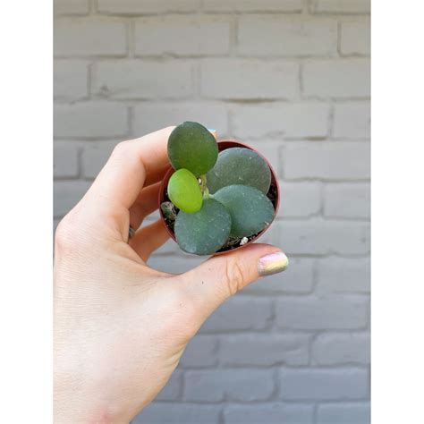 Xerosicyos Danguyi 'String of Coins' 2" — Stayin' Alive Succulents