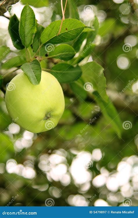 Green Granny Smith Apple stock image. Image of smith, food - 5479897