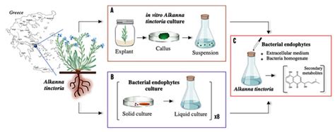 An UHPLC-HRMS-Based Untargeted Metabolomics Approach to Explore the ...