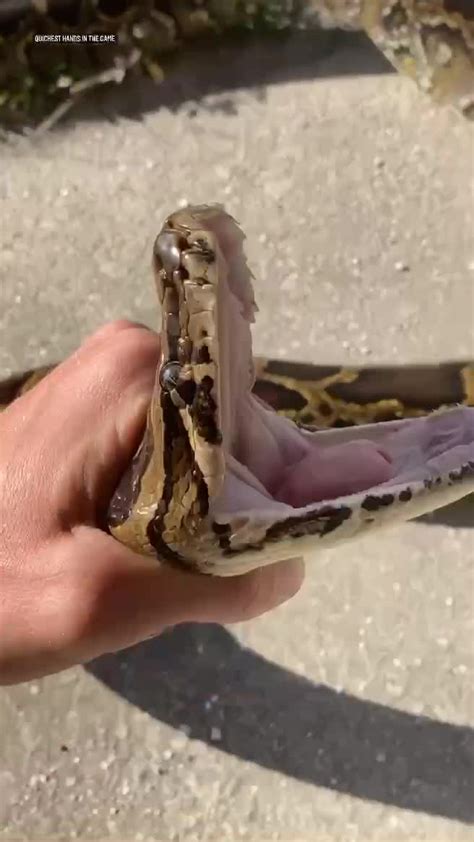 Image result for Minecraft Python Snake