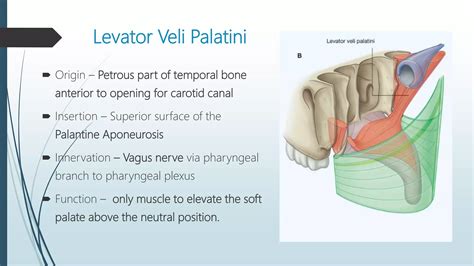 Anatomy and Physiology of Oral Cavity & Oropharynx | PPTX