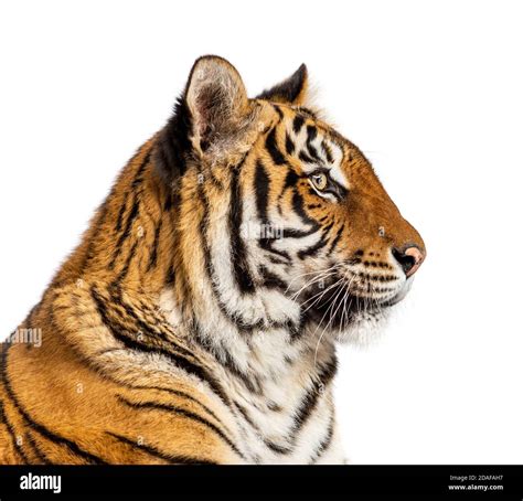Side view of a head of a Tiger, isolated Stock Photo - Alamy