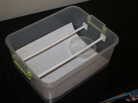 Green Tree Python Tub Setup 的图像结果