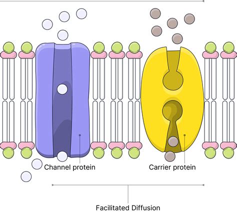 Simple and facilitated diffusion - AQA A-Level Biology