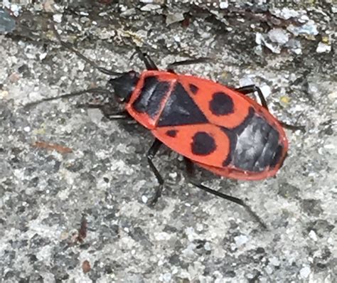 Orange and Black Bug on the Ground