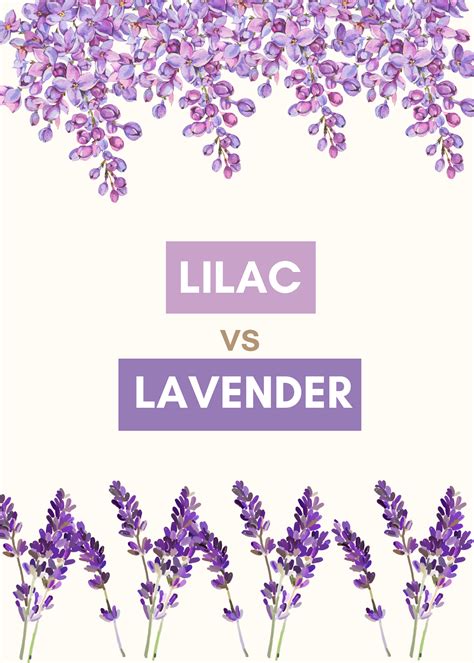 Lilac vs Lavender : What's The Difference? - Nourish Your Glow