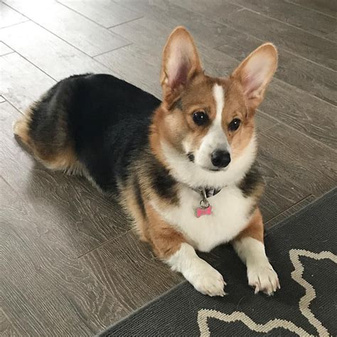 Corgi Full Grown