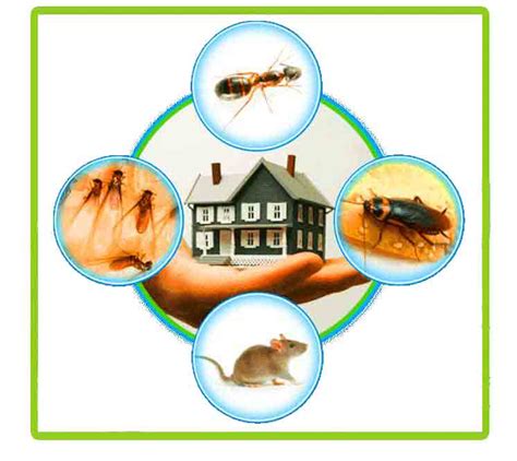 Image result for Pest Control Modimolle