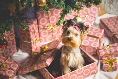 带什么礼物给狗狗最新素材