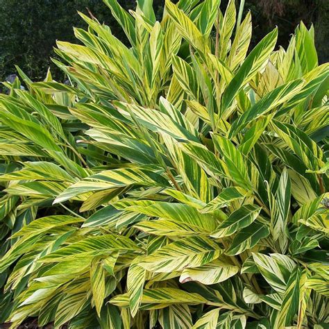 Alpinia Zerumbet - Ornamental Shrubs– Exotic Flora