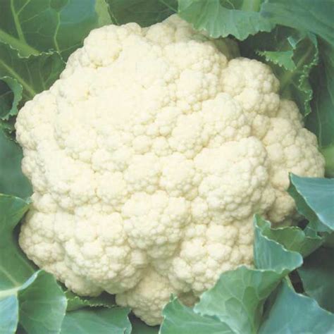 DAWN 175 Cauliflower SEMINIS