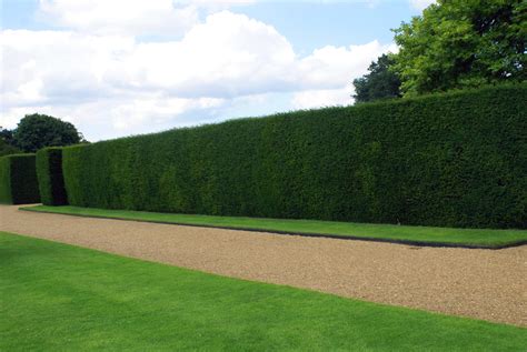 Yew Hedge Yews For Privacy Hedge – Victory Garden Boys