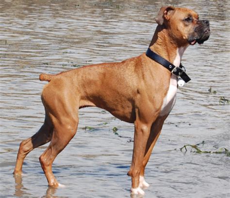 15 Most Popular Great Dane Mix Dogs - HubPages