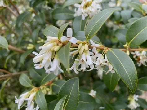 The Tea Olive: Osmanthus fragrans, An Unusual Edible Plant - Bite Sized ...