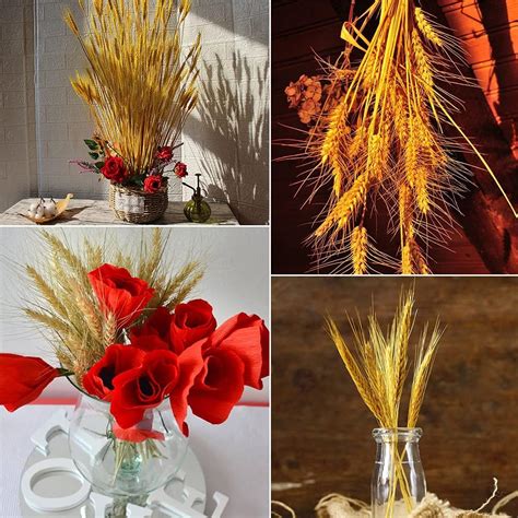Dried Wheat Grass Natural Bunch 25 Stems Yellow color – rsapphire.in