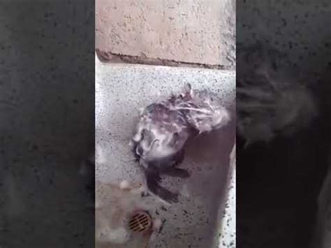 老鼠洗澡 - YouTube