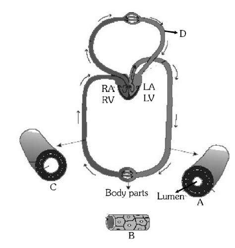 Figure shows blood circulation in humans with labels A to D. Select the ...