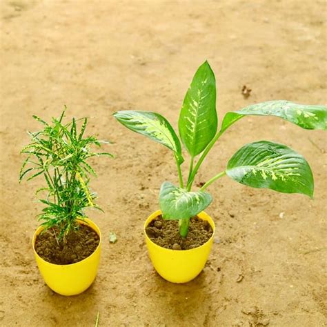 Mphmi Pune Plants Live Season Indoor Set of 2 Chironji Croton ...