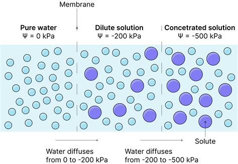 Osmosis - AQA A-Level Biology