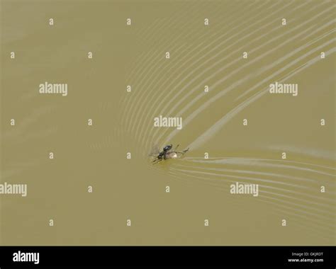 Black ant with wings ferrying dead spider across surface of lake Stock ...