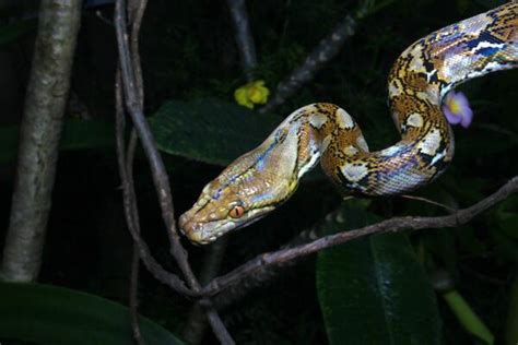 Image result for Python Snake Adaptations