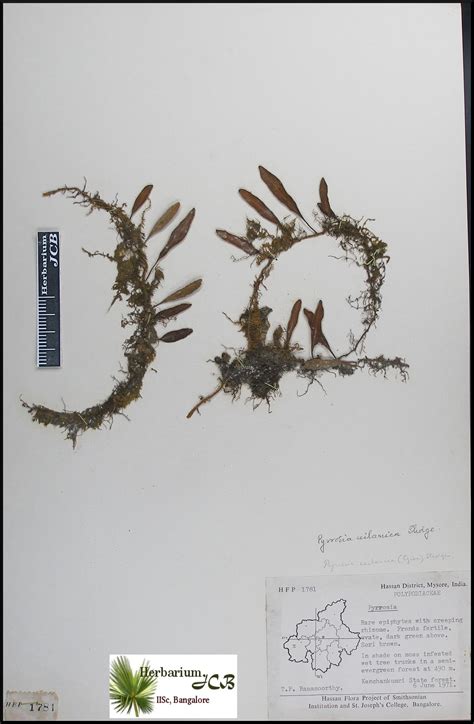 Herbarium JCB