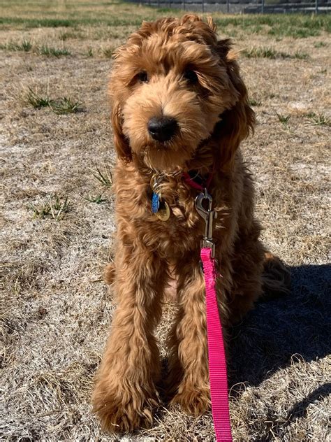 Mini Goldendoodle Adulto Rosso
