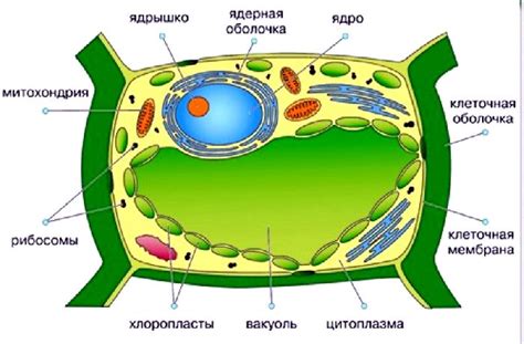 Вакуоль: строение и функции в клетке, какова роль, особенности кратко ...